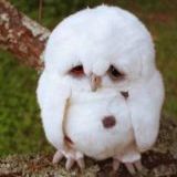 I'm not an angry bird, I am a sad bird...